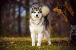Alaskan Malamute Dogs Breed - Information, Temperament, Size & Price | Pets4Homes