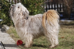 Terrier Tibetano Dogs Raza - Características, Fotos & Precio | MundoAnimalia