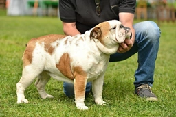 English Bulldog Dogs Breed - Information, Temperament, Size & Price | Pets4Homes