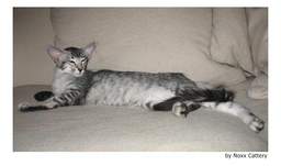 Javanés Cats Raza - Características, Fotos & Precio | MundoAnimalia