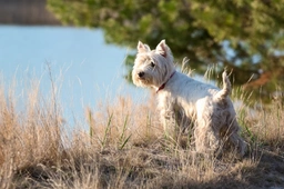 West Highland Terrier Dogs Breed - Information, Temperament, Size & Price | Pets4Homes
