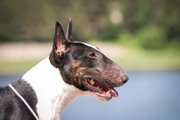 Bull Terrier Miniatura Dogs Razza - Prezzo, Temperamento & Foto | AnnunciAnimali
