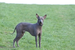 Perro Sin Pelo de Perú Dogs Raza - Características, Fotos & Precio | MundoAnimalia