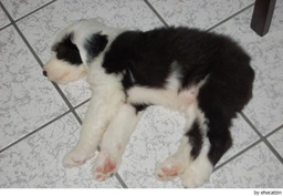 Old English Sheepdog Dogs Ras: Karakter, Levensduur & Prijs | Puppyplaats