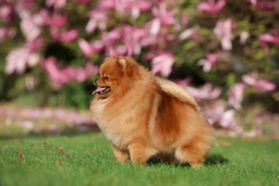 Pomeranian Dogs Breed - Information, Temperament, Size & Price | Pets4Homes