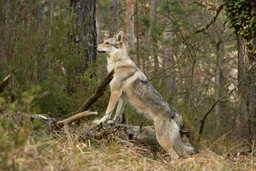 Lupo Cecoslovacco Dogs Razza - Prezzo, Temperamento & Foto | AnnunciAnimali