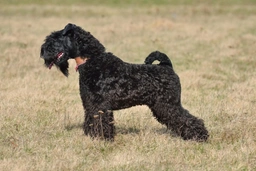 Kerry Blue Terrier Dogs Breed - Information, Temperament, Size & Price | Lancaster Puppies