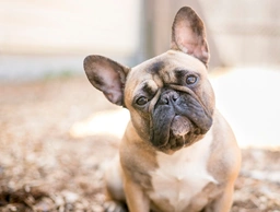 French Bulldog Dogs Breed - Information, Temperament, Size & Price | Lancaster Puppies