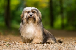 Havanese Dogs Breed - Information, Temperament, Size & Price | Lancaster Puppies
