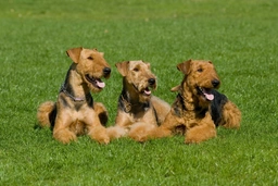 Airedale Terrier Dogs Breed - Information, Temperament, Size & Price | Pets4Homes