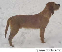 Griffon Fauve de Bretagne Dogs Raza - Características, Fotos & Precio | MundoAnimalia