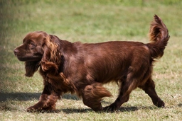 Sussex Spaniel Dogs Ras: Karakter, Levensduur & Prijs | Puppyplaats