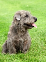 Glen of Imaal Terrier Dogs Ras: Karakter, Levensduur & Prijs | Puppyplaats