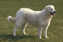 Kuvasz  Dogs Ras: Karakter, Levensduur & Prijs | Puppyplaats