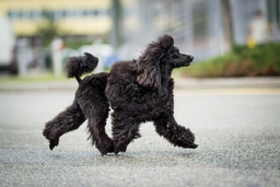 Caniche Toy Dogs Raza - Características, Fotos & Precio | MundoAnimalia