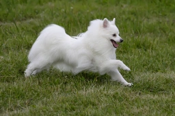 Volpino italiano Dogs Razza - Prezzo, Temperamento & Foto | AnnunciAnimali