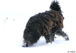 Bergamasco Dogs Breed - Information, Temperament, Size & Price | Lancaster Puppies