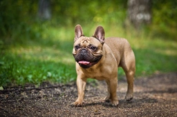 French Bulldog Dogs Breed - Information, Temperament, Size & Price | Lancaster Puppies