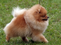 Pomeranian Dogs Breed - Information, Temperament, Size & Price | Pets4Homes
