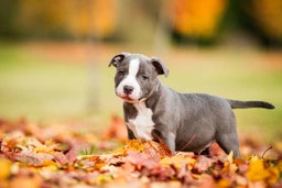 Staffordshire Bull Terrier Dogs Breed - Information, Temperament, Size & Price | Pets4Homes