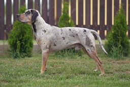 Catahoula Leopard Dog Dogs Breed - Information, Temperament, Size & Price | Pets4Homes