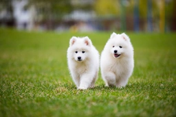Samoyed Dogs Breed - Information, Temperament, Size & Price | Pets4Homes