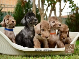 Bedlington Terrier Dogs Razza - Prezzo, Temperamento & Foto | AnnunciAnimali