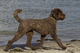Labradoodle Dogs Breed - Information, Temperament, Size & Price | Pets4Homes