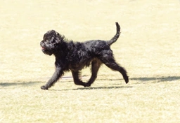 Affenpinscher Dogs Breed - Information, Temperament, Size & Price | Pets4Homes