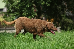 Chesapeake Bay Retriever Dogs Breed - Information, Temperament, Size & Price | Lancaster Puppies