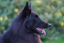 Groenendaeler Dogs Ras: Karakter, Levensduur & Prijs | Puppyplaats
