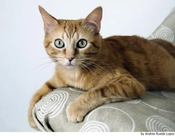 Europeo de Pelo Corto Cats Raza - Características, Fotos & Precio | MundoAnimalia