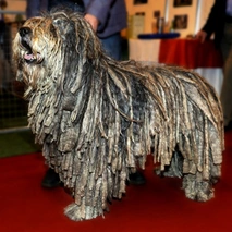 Bergamasco Dogs Ras: Karakter, Levensduur & Prijs | Puppyplaats