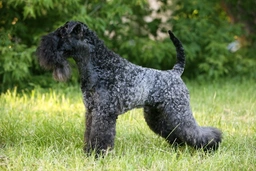 Kerry Blue Terrier Dogs Breed - Information, Temperament, Size & Price | Lancaster Puppies