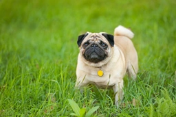 Pug Dogs Breed - Information, Temperament, Size & Price | Pets4Homes