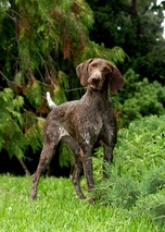 German Shorthaired Pointer Dogs Breed - Information, Temperament, Size & Price | Lancaster Puppies