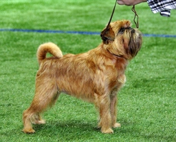 Griffon Bruxellois Dogs Breed - Information, Temperament, Size & Price | Pets4Homes