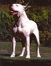 Dogo argentino Dogs Raza - Características, Fotos & Precio | MundoAnimalia