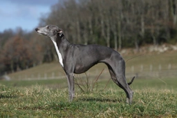 Whippet Dogs Breed - Information, Temperament, Size & Price | Pets4Homes