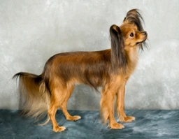 Russian Toy Terrier Dogs Breed - Information, Temperament, Size & Price | Lancaster Puppies
