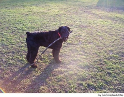 Riesenschnauzer Dogs Ras: Karakter, Levensduur & Prijs | Puppyplaats