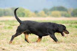 Slovensky Kopov Dogs Breed - Information, Temperament, Size & Price | Lancaster Puppies