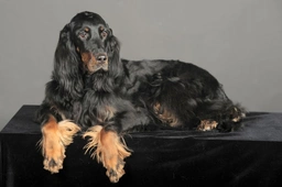 Gordon Setter Dogs Breed - Information, Temperament, Size & Price | Lancaster Puppies