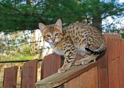 Savannah Cats Razza - Prezzo, Temperamento & Foto | AnnunciAnimali