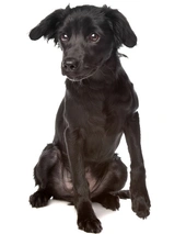 Markiesje Dogs Ras: Karakter, Levensduur & Prijs | Puppyplaats