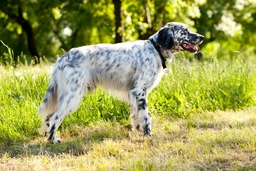 English Setter Dogs Breed - Information, Temperament, Size & Price | Lancaster Puppies