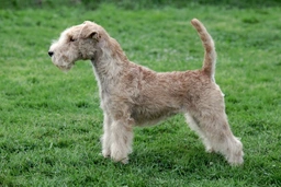 Lakeland Terrier Dogs Breed - Information, Temperament, Size & Price | Pets4Homes