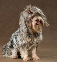 Bolonka Zwetna Dogs Ras: Karakter, Levensduur & Prijs | Puppyplaats