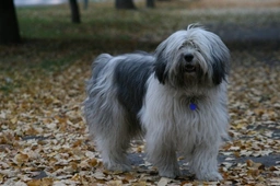 Polish Lowland Sheepdog Dogs Breed - Information, Temperament, Size & Price | Pets4Homes