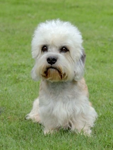 Dandie Dinmont Terriër Dogs Ras: Karakter, Levensduur & Prijs | Puppyplaats